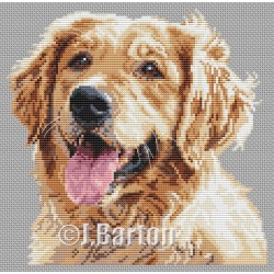 Golden retriever (cross...